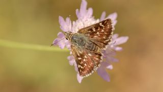 Kzl Zpzp (Spialia orbifer)