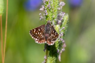 K�z�l Z�pz�p&nbsp;(Spialia&nbsp;orbifer)