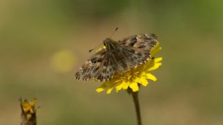 Hatmi Zpzp (Carcharodus alceae)