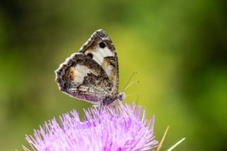 Anadolu Yalanc�cad�s�&nbsp;(Pseudochazara&nbsp;anthelea)