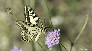 Krlangkuyruk (Papilio machaon)