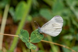 Narin Orman Beyaz�&nbsp;(Leptidea&nbsp;sinapis)