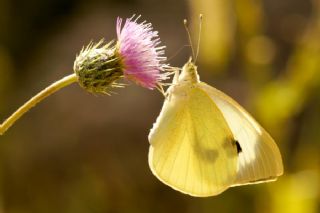 Byk Beyazmelek  (Pieris brassicae)