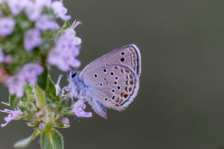 Anadolu Turan Mavisi&nbsp;(Turanana&nbsp;panagaea)
