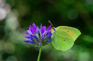 Kleopatra (Gonepteryx cleopatra)