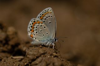 Doulu Esmergz (Plebejus carmon)