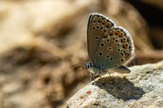 Anadolu Esmergz (Plebejus modicus)