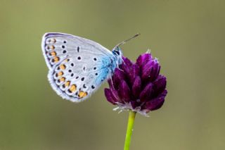 Anadolu Esmerg�z�&nbsp;(Plebejus&nbsp;modicus)