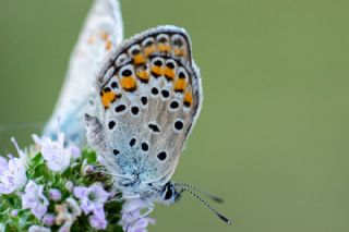 Anadolu Esmerg�z�&nbsp;(Plebejus&nbsp;modicus)