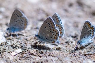 Anadolu Esmergz (Plebejus modicus)