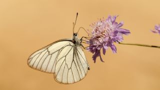 Al Beyaz (Aporia crataegi)