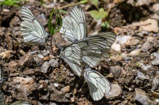 Al Beyaz (Aporia crataegi)