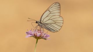 Al Beyaz (Aporia crataegi)