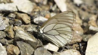 Al Beyaz (Aporia crataegi)