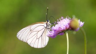 Al Beyaz (Aporia crataegi)