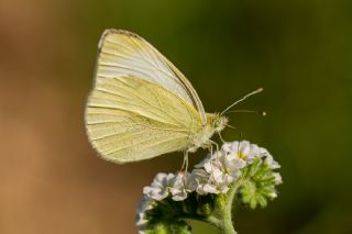 Kk Beyazmelek (Pieris rapae)