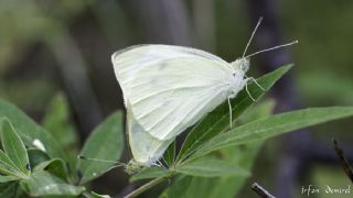 Kk Beyazmelek (Pieris rapae)