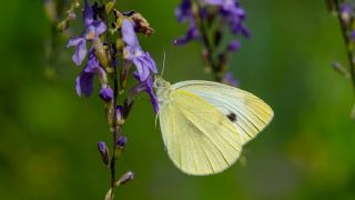 Kk Beyazmelek (Pieris rapae)