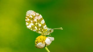 Turuncu Ssl (Anthocharis cardamines)