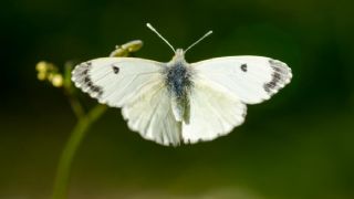 Turuncu Ssl (Anthocharis cardamines)