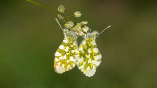 Turuncu Ssl (Anthocharis cardamines)
