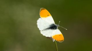 Turuncu Ssl (Anthocharis cardamines)