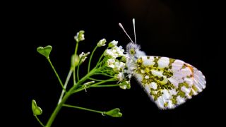 Turuncu Ssl (Anthocharis cardamines)