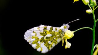 Turuncu Ssl (Anthocharis cardamines)