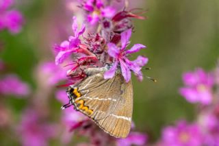 Karaa�a� Sevbenisi&nbsp;(Satyrium&nbsp;w-album)
