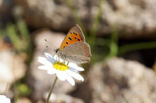 Benekli Bakr Gzeli (Lycaena phlaeas)