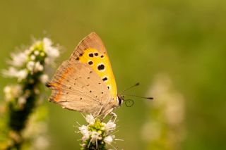 Benekli Bakr Gzeli (Lycaena phlaeas)