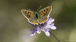 Benekli Bakr Gzeli (Lycaena phlaeas)