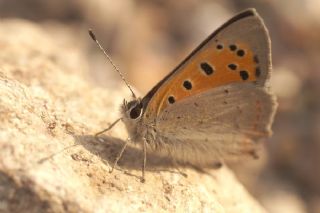 Benekli Bakr Gzeli (Lycaena phlaeas)