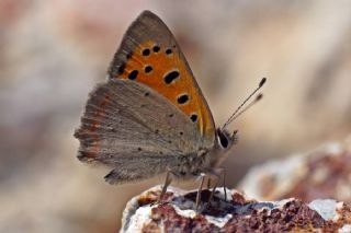 Benekli Bakr Gzeli (Lycaena phlaeas)