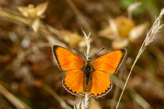 Orman Bak�r G�zeli&nbsp;(Lycaena&nbsp;virgaureae)