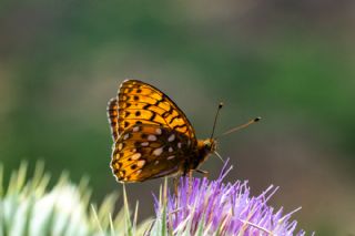 G�zel �nci&nbsp;(Argynnis&nbsp;aglaja)