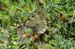 Dumanl Apollo (Parnassius mnemosyne)