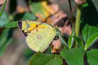 Sar� Azamet&nbsp;(Colias&nbsp;croceus)