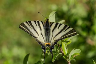 Erik Krlangkuyruk (Iphiclides podalirius)