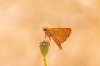 Sar� Lekeli Z�pz�p&nbsp;(Thymelicus&nbsp;acteon)