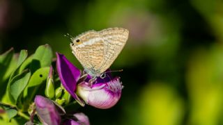 Lampides&nbsp;(Lampides&nbsp;boeticus)