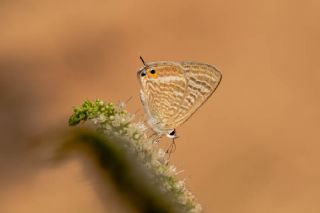Lampides (Lampides boeticus)
