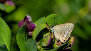 Lampides&nbsp;(Lampides&nbsp;boeticus)