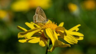 Lampides&nbsp;(Lampides&nbsp;boeticus)