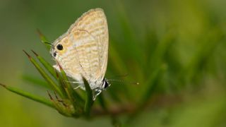 Lampides (Lampides boeticus)