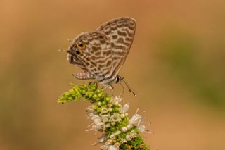 Mavi Zebra (Leptotes pirithous)