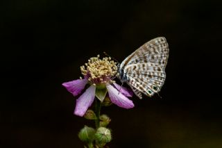 Mavi Zebra (Leptotes pirithous)