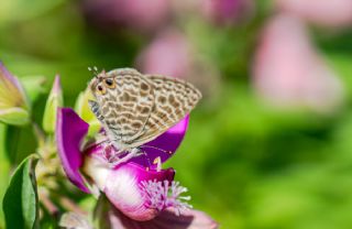 Mavi Zebra (Leptotes pirithous)