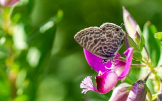 Mavi Zebra (Leptotes pirithous)