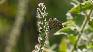 Mavi Zebra (Leptotes pirithous)